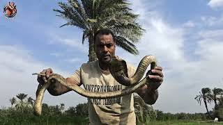 صيد كوبرا من مجرى مائي مع مصطفى هجرس