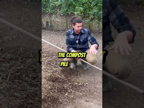 Concrete Composting: Urban Permaculture Solution #shorts