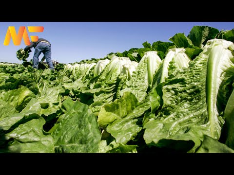 Amazing Romaine Lettuce Farming | Modern Romaine Lettuce Planting And Harvesting | Modern Farm ➤#14
