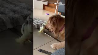 オカメインコが好きなゴールデンレトリバー！