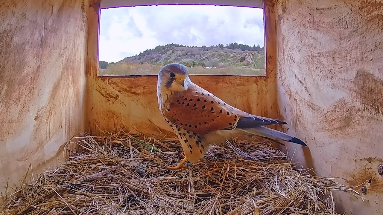 Live webcam view of Nido de Cernícalo en Directo