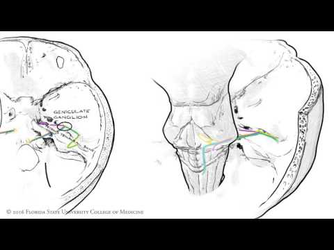 Nerw twarzowy - VII nerw czaszkowy