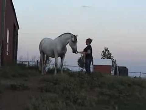 *SOLD* Andalusian Horse for Sale Galaxia DD (short version) Movement & Temperament