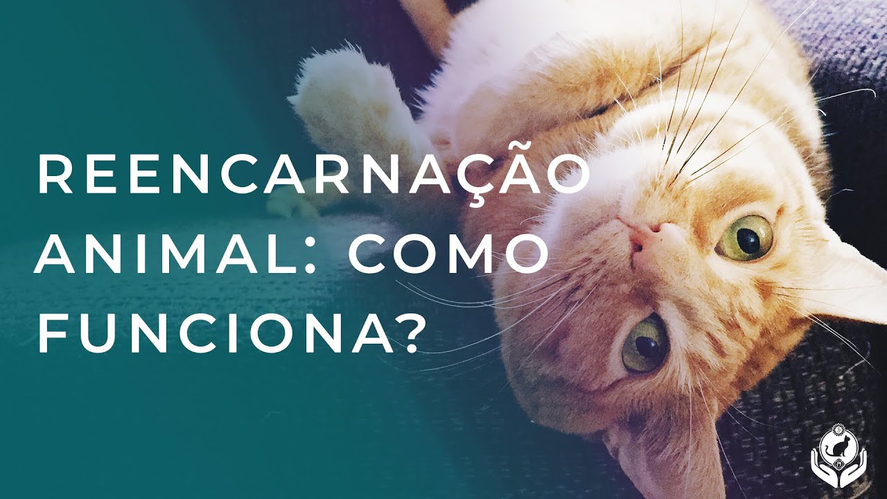 OS ANIMAIS REENCARNAM? TIRE SUAS DÚVIDAS SOBRE O ASSUNTO!