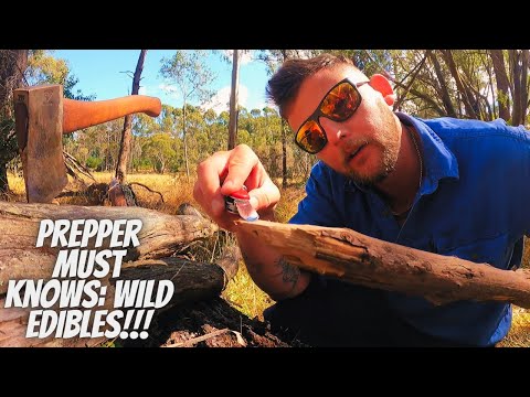 Top 5 easy to gather Wild Foods Australia