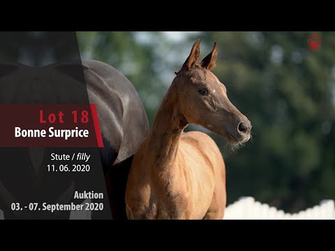 Online-Auktion v. 03. - 07.09.2020 Lot 18 Bonne Surprice Stute v. Bon Courage - Surprice