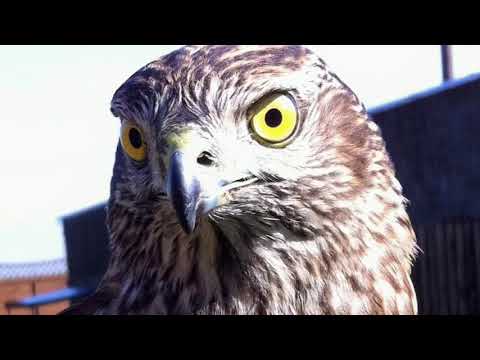 Goshawk Hybrid Project - 2011 slides