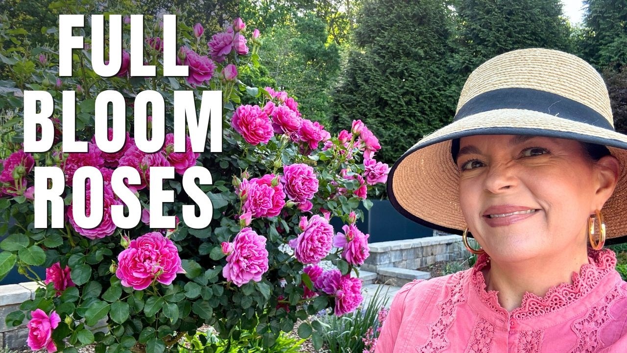 Come Tour My Rose Garden in Full Bloom 🌹 (And How I Keep Them Thriving in the South)
