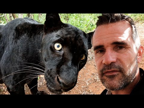 Emotional Last Video for Special BLACK LEOPARD | The Lion Whisperer