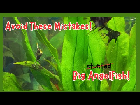 How To Care For Angelfish | Beginner Freshwater Fish Mistakes!