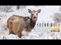 Life Of Deer Snow Deer Amazing Animal Young Deer Deer DAnimalShorts