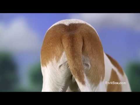 barkbox commercial
