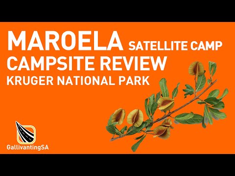 A campsite review of Maroela Satellite Campsite, Kruger National Park - January 2025