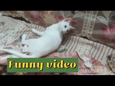 Cats funny video compilation|Cute Cat videos #funnycatvideos
