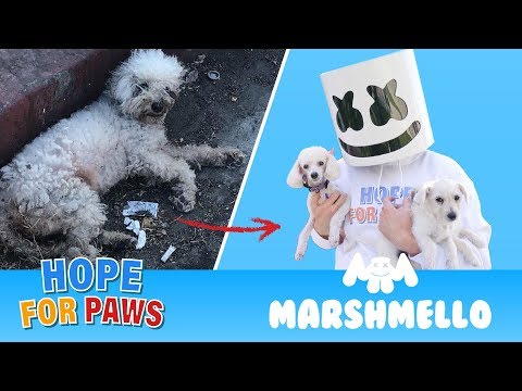 Marshmello ft. Hope For Paws - HAPPIER together compilation. #story