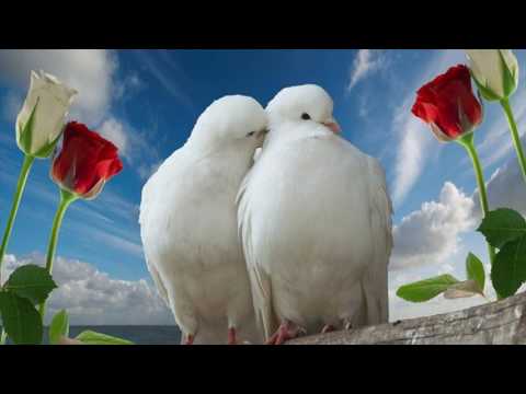 download lagu mp3 mp4 Download Free Clip Art Birds, download mp3 Download Free Clip Art Birds free download, download mp3 Download Free Clip Art Birds