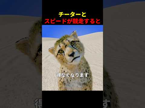 チーターとスピードが競走すると