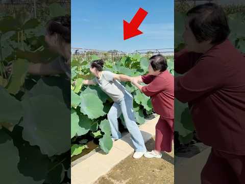 La niña recogió el loto más hermoso para su madre.#shorts