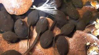 Rolf Just Nilsen med barn - "Små Rumpetroll"