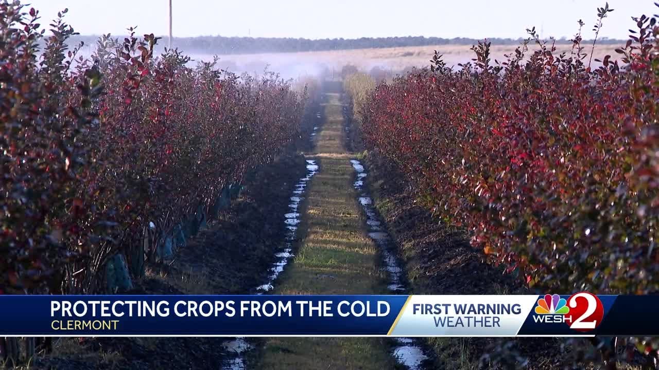 'It's something you sign up for': Central Florida farmers deal with freeze warnings