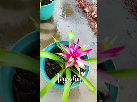 My garden💛💙🩷💜💚