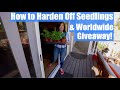 How to Harden Off Vegetable Seedlings in 4 Steps & Worldwide Giveaway! / Spring Garden Series # 4
