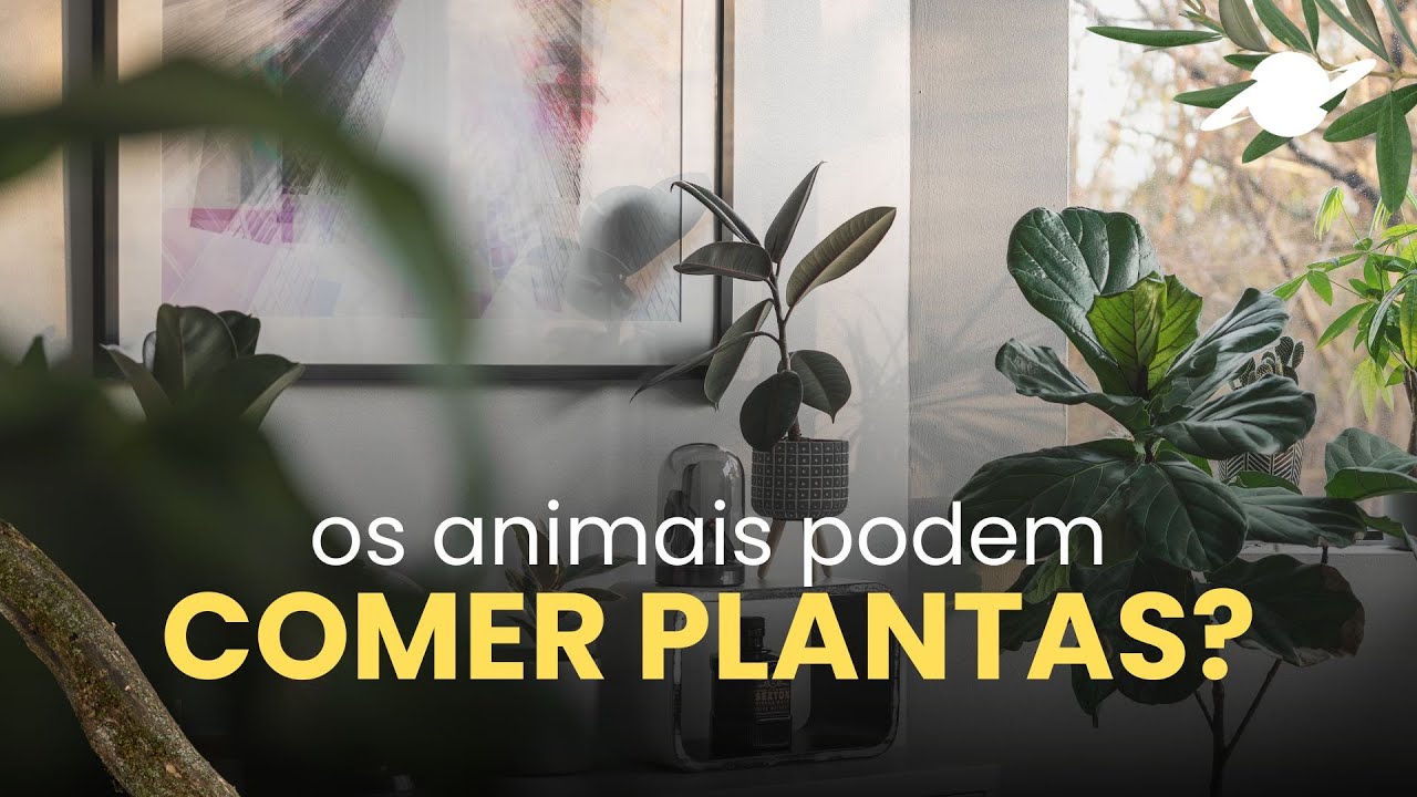 Cuidado com a plantinha que tem em casa