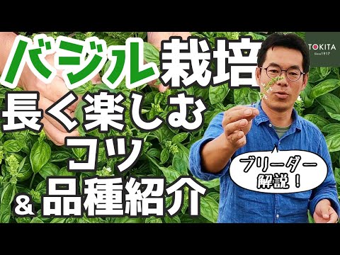 ウォーターバジル:ハーブの新鮮さを保ちます。 植物