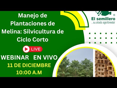 Melina (Gmelina arborea): Short-Cycle Forestry Innovation