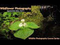 Smoky Mountains Wildflower Photography Part 1   Wild Photo Adventures