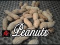 How To Grow Peanuts In Containers