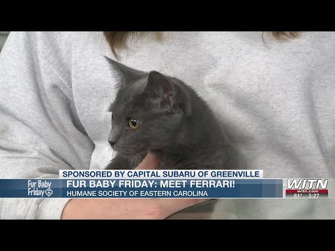 Fur baby Friday: Meet Ferrari - YouTube