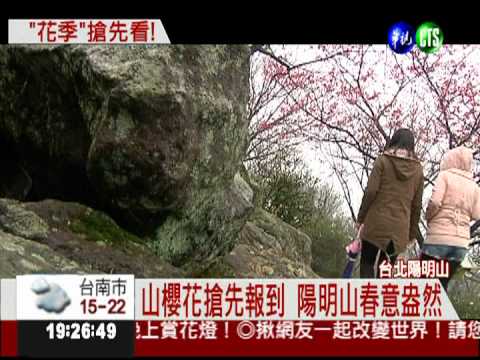 陽明山花季登場 私房景點搶先看
