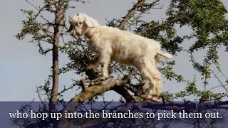 THE INCREDIBLE TREE CLIMBING GOATS OF MOROCCO