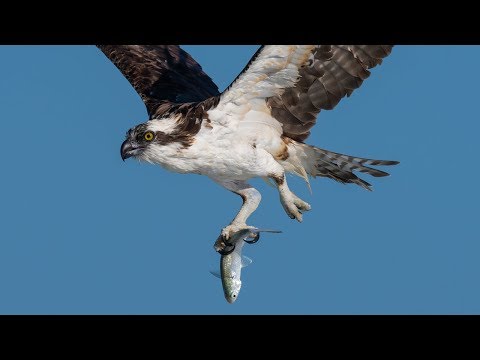 Nikon D850 & D500 Capture Incredible Detail & High Speed Action Osprey Pelican in Flight Photography