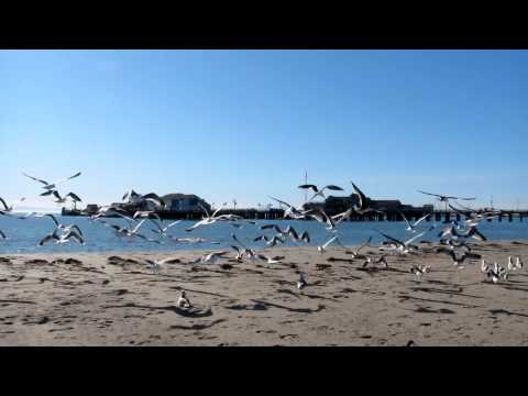 Bothering the shore birds