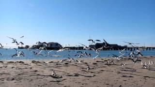 Bothering the shore birds