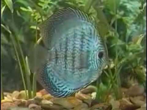 breeding discus cichlid fish aquarium eng divx