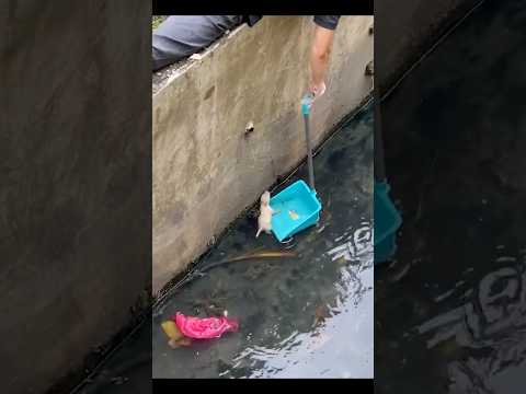 Rescue Saves Tiny Puppy From Water Canal! 🐶😭 #shorts #puppyrescue #heartwarming