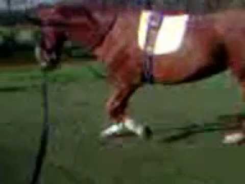 5 jähriger Danone II an der Longe