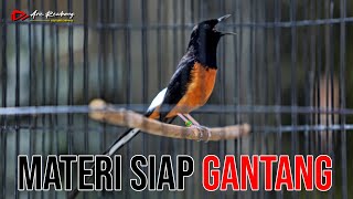 Download lagu MATERI JOS !! Isian mewah SIAP GAS GANTANGAN | shama bird song mp3 Download lagu MATERI JOS !! Isian mewah SIAP GAS GANTANGAN | shama bird song mp3