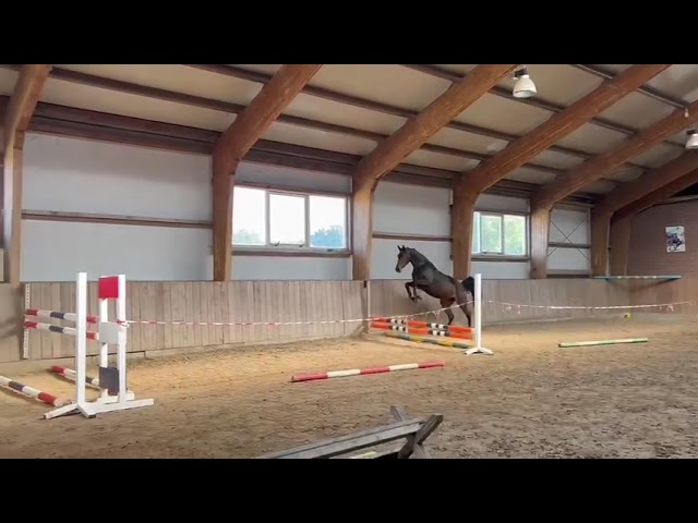 Free jump movie at home My Rosehill Lady (Conthargos x Indoctro).