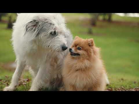 Shapeshifter - Life (Official Music Video)