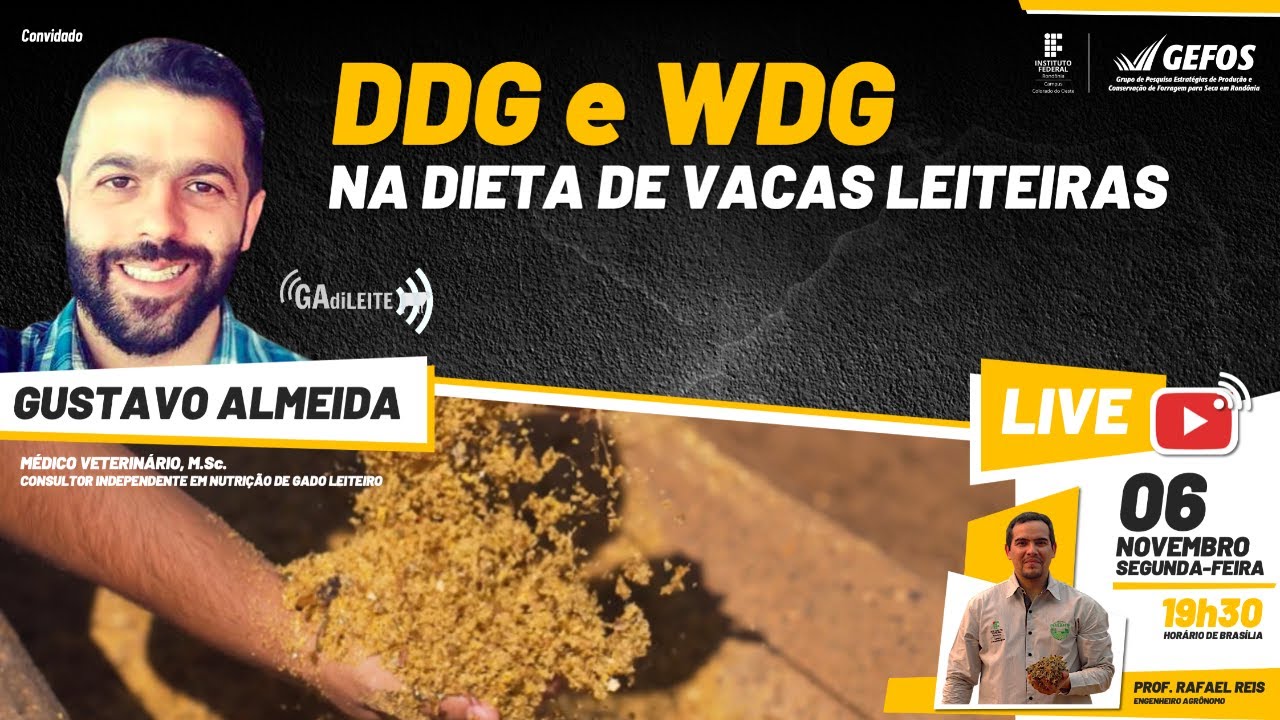 Live - DDG e WDG na dieta de Vacas Leiteiras (com Gustavo Almeida - GAdiLEITE)