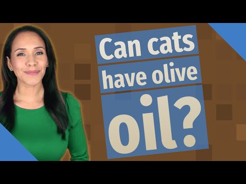 Can cats have olive oil?