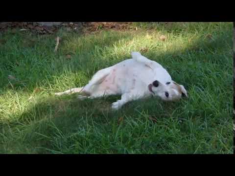 Meet Lucia Peretti a Mixed Breed Medium (up to 44 lbs fully grown) currently available for adoption