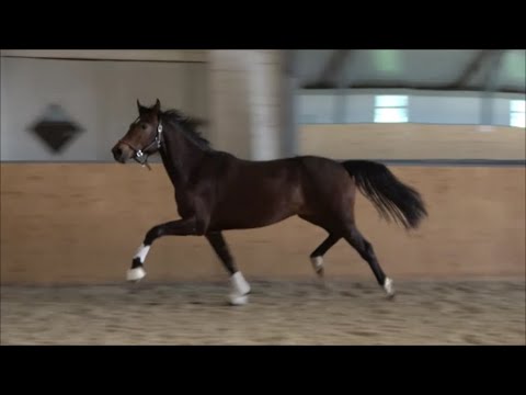*2020 Stute von Maracana - Donnerhall