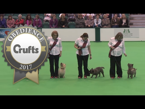 Obreedience Group Heelwork - Part 1 | Crufts 2017