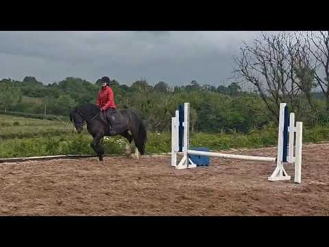 Cairnview Kerry - 5 Year Old Cob Mare - Image 2