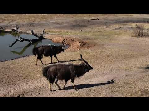 Djuma: Nyala bull  dance off- 14:34 - 09/14/18